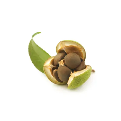 Camelia