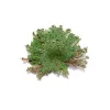 Rose of Jericho