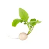 White Radish